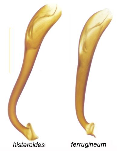 Indéterminé